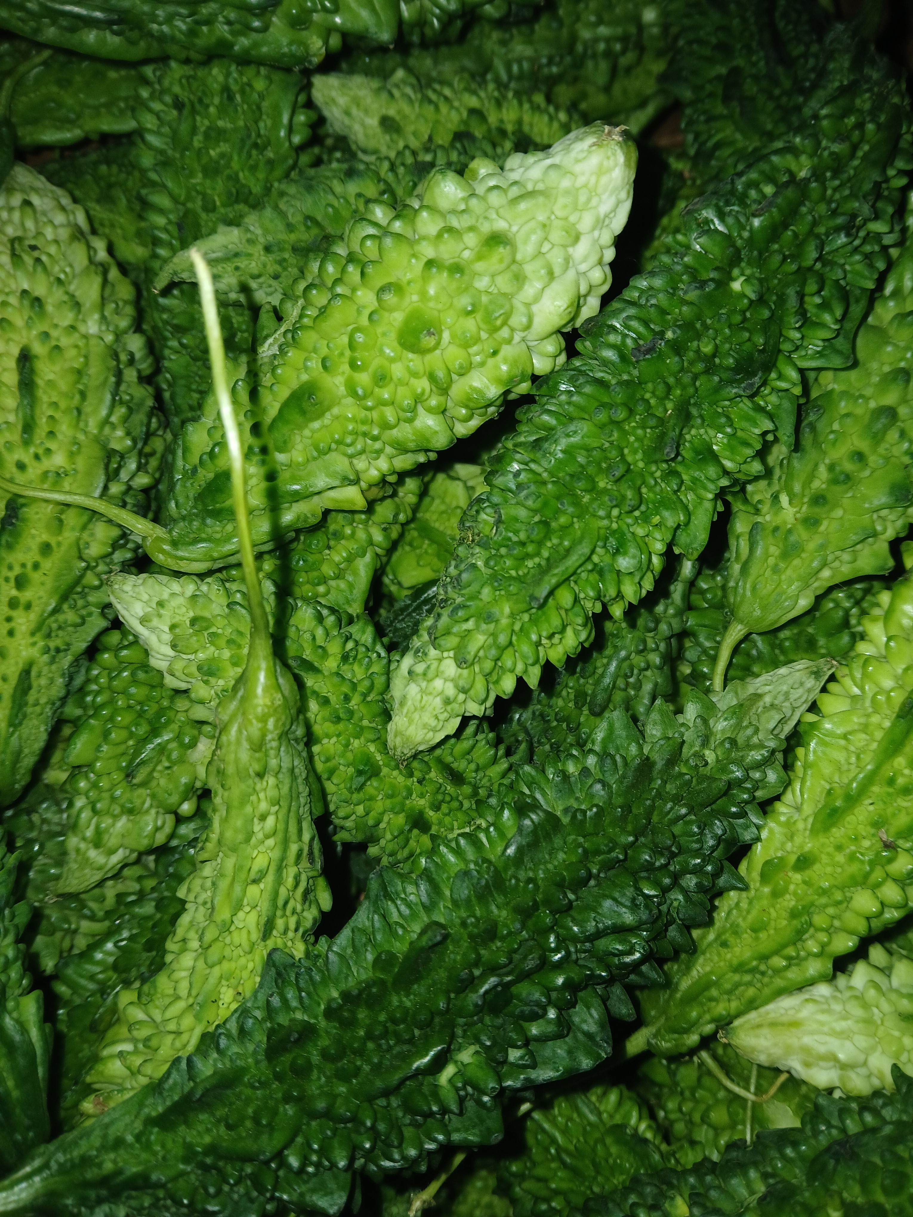 Bitter melon (karela)