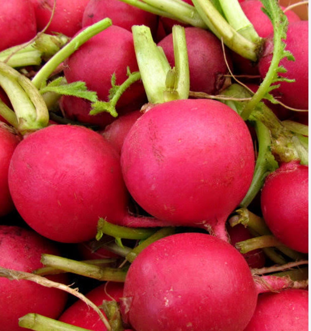 Radish