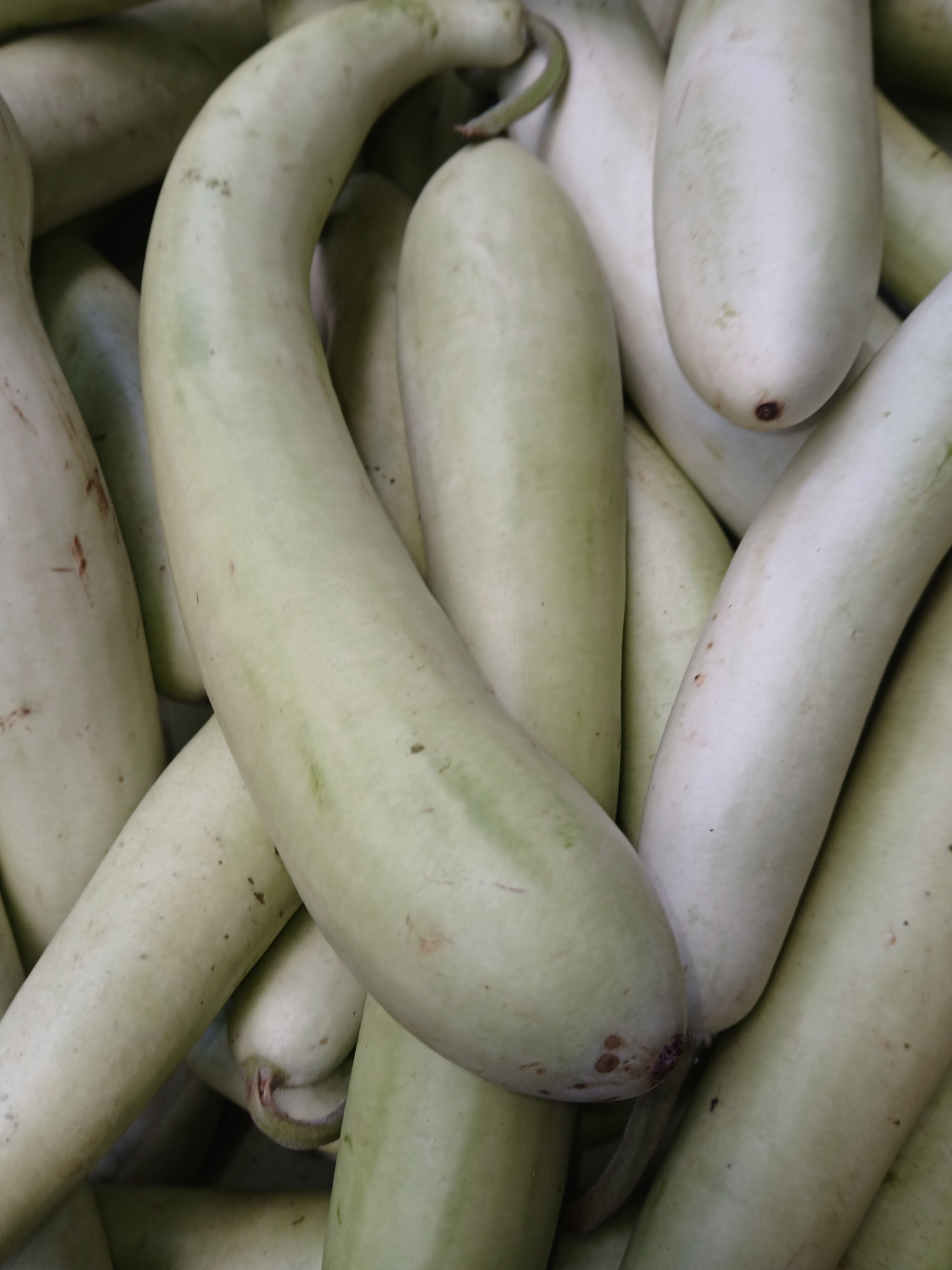 Bottle gourd