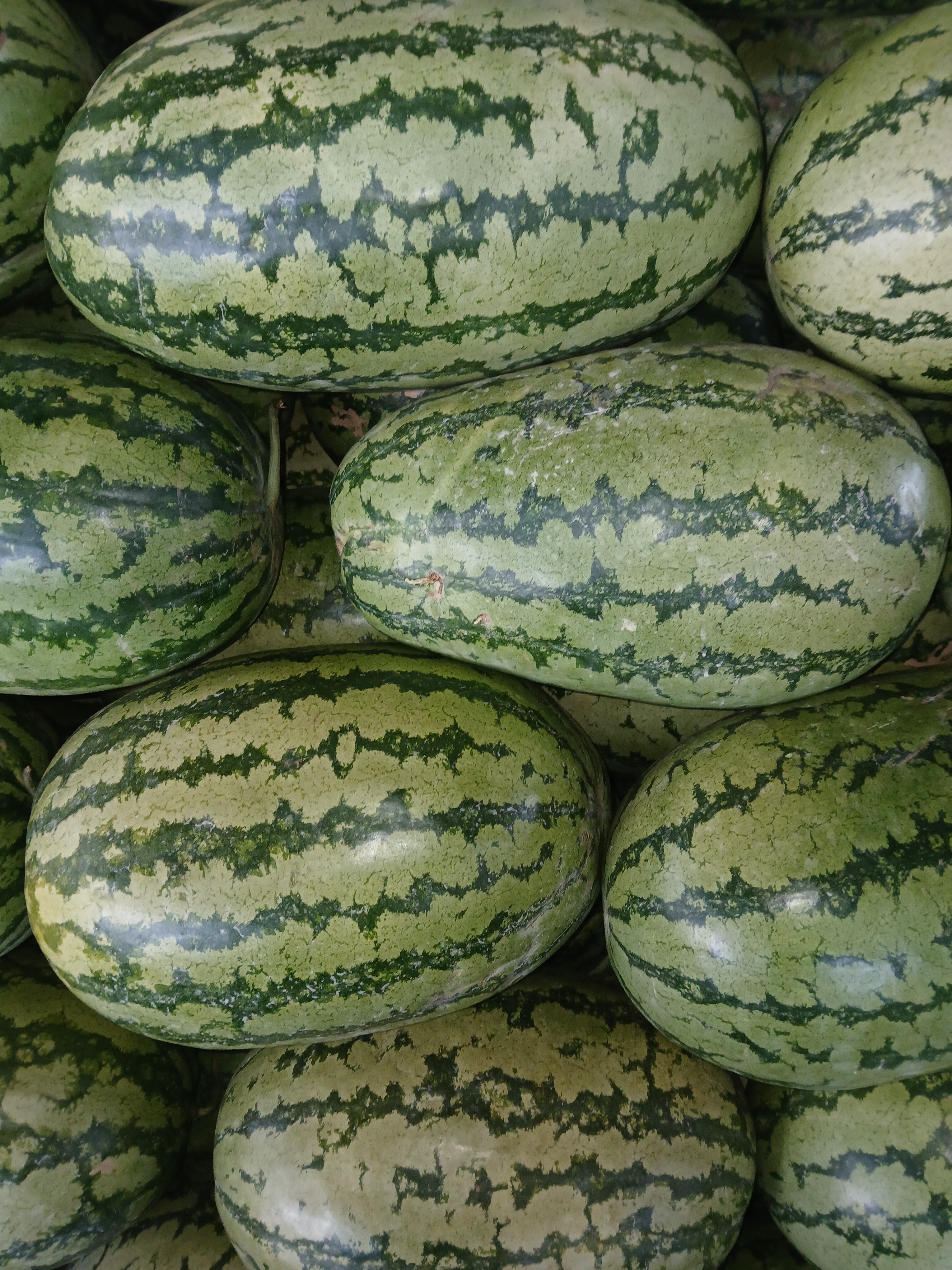 Watermelon - kg at KSh 55.00