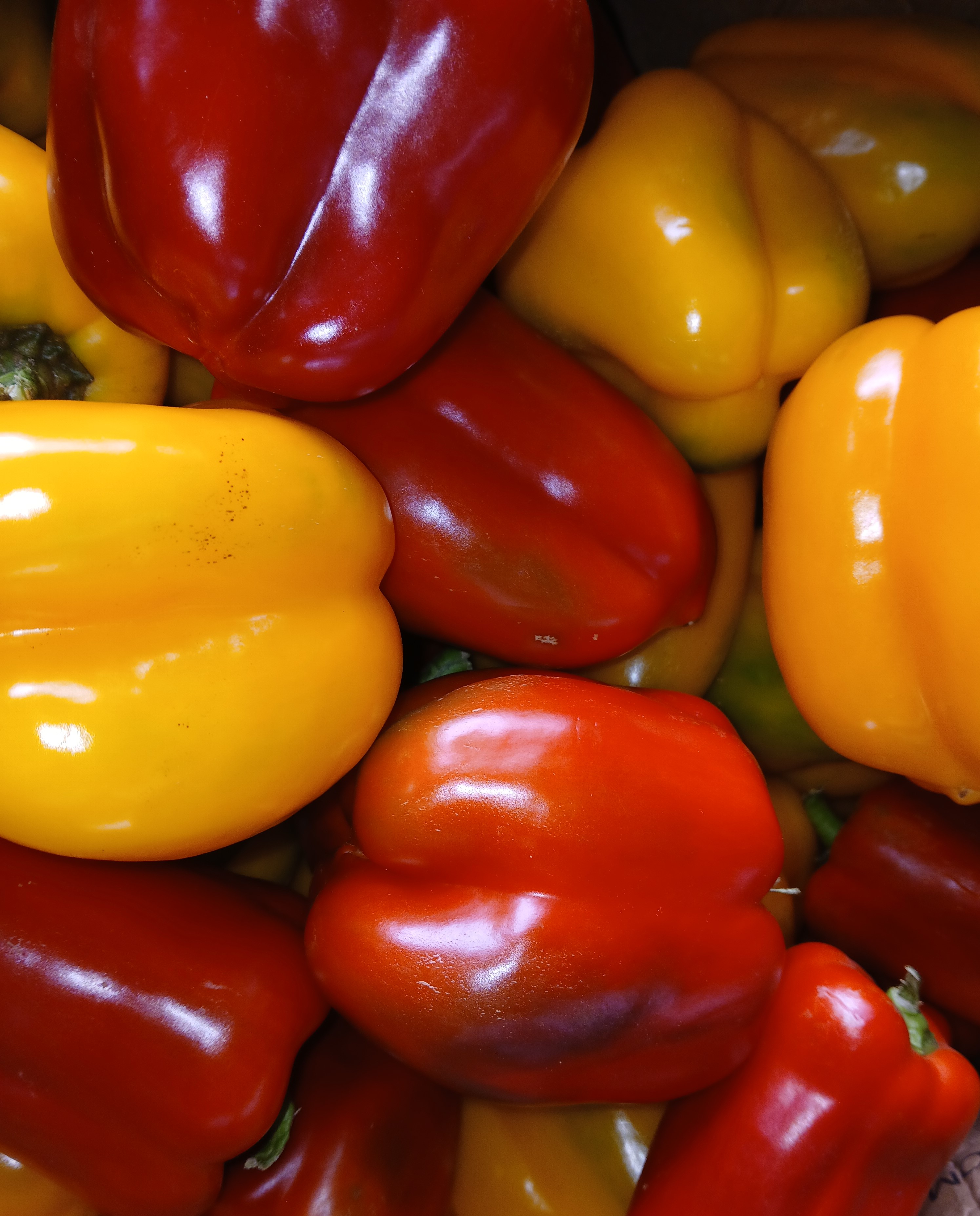 Coloured capsicum
