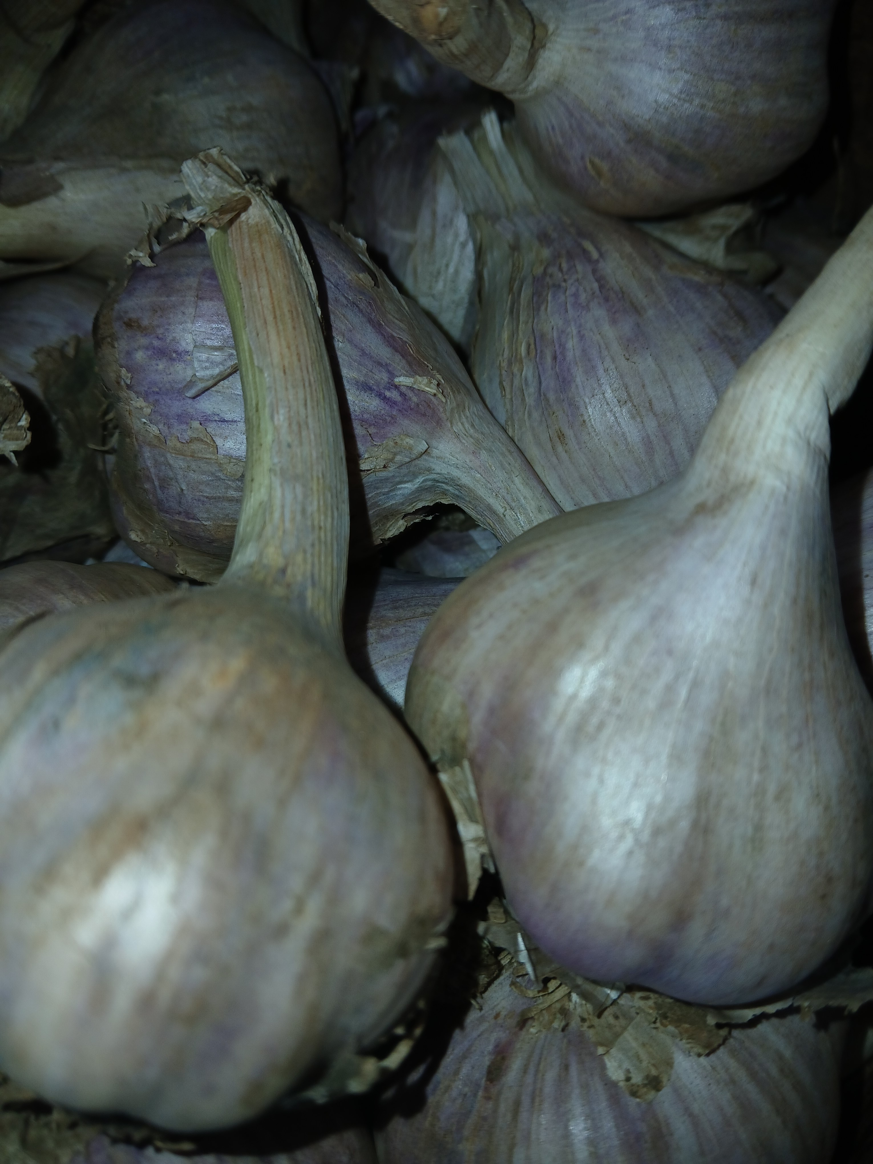 Local Garlic