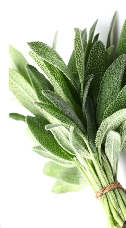 Sage