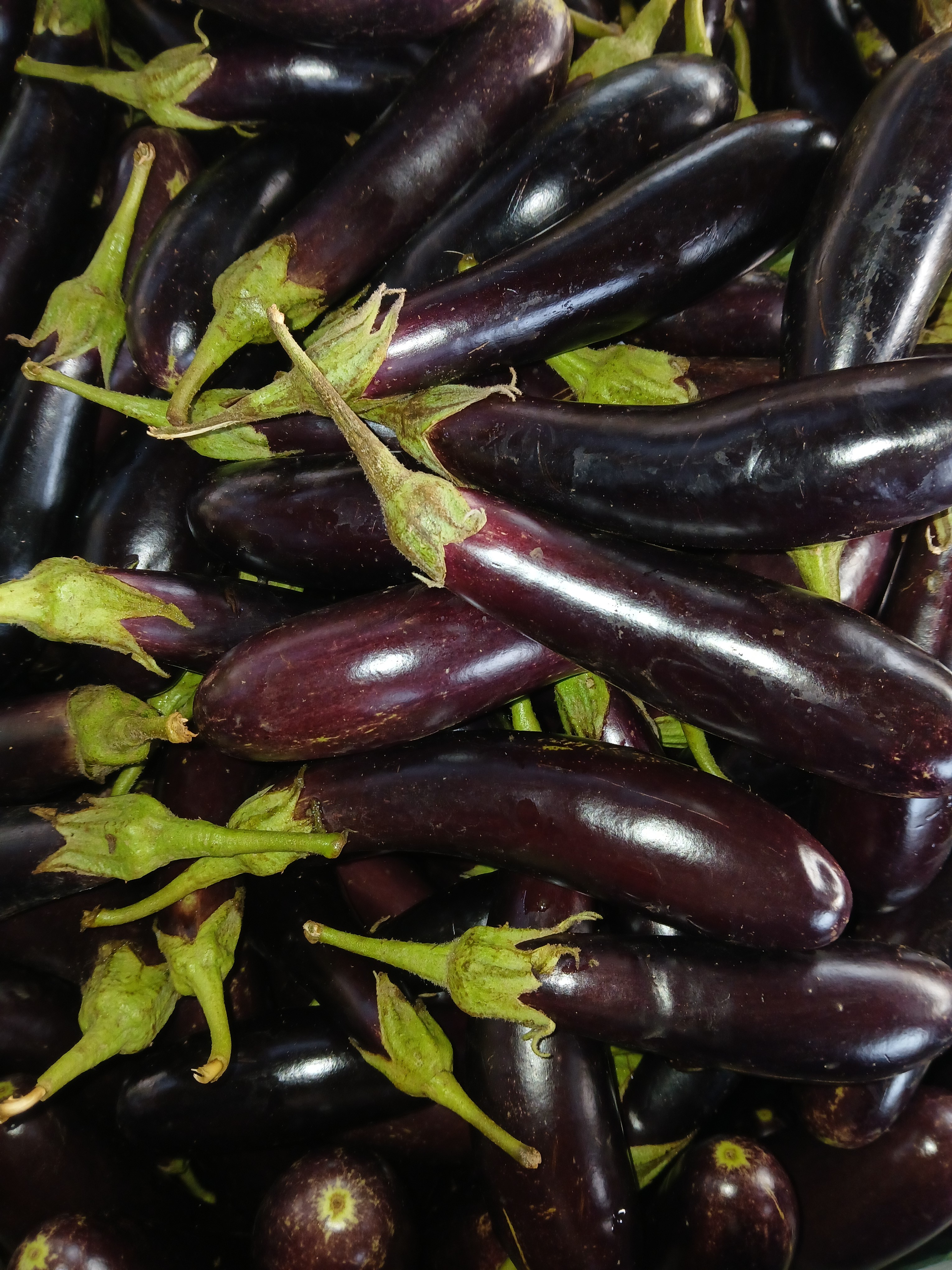 Eggplant