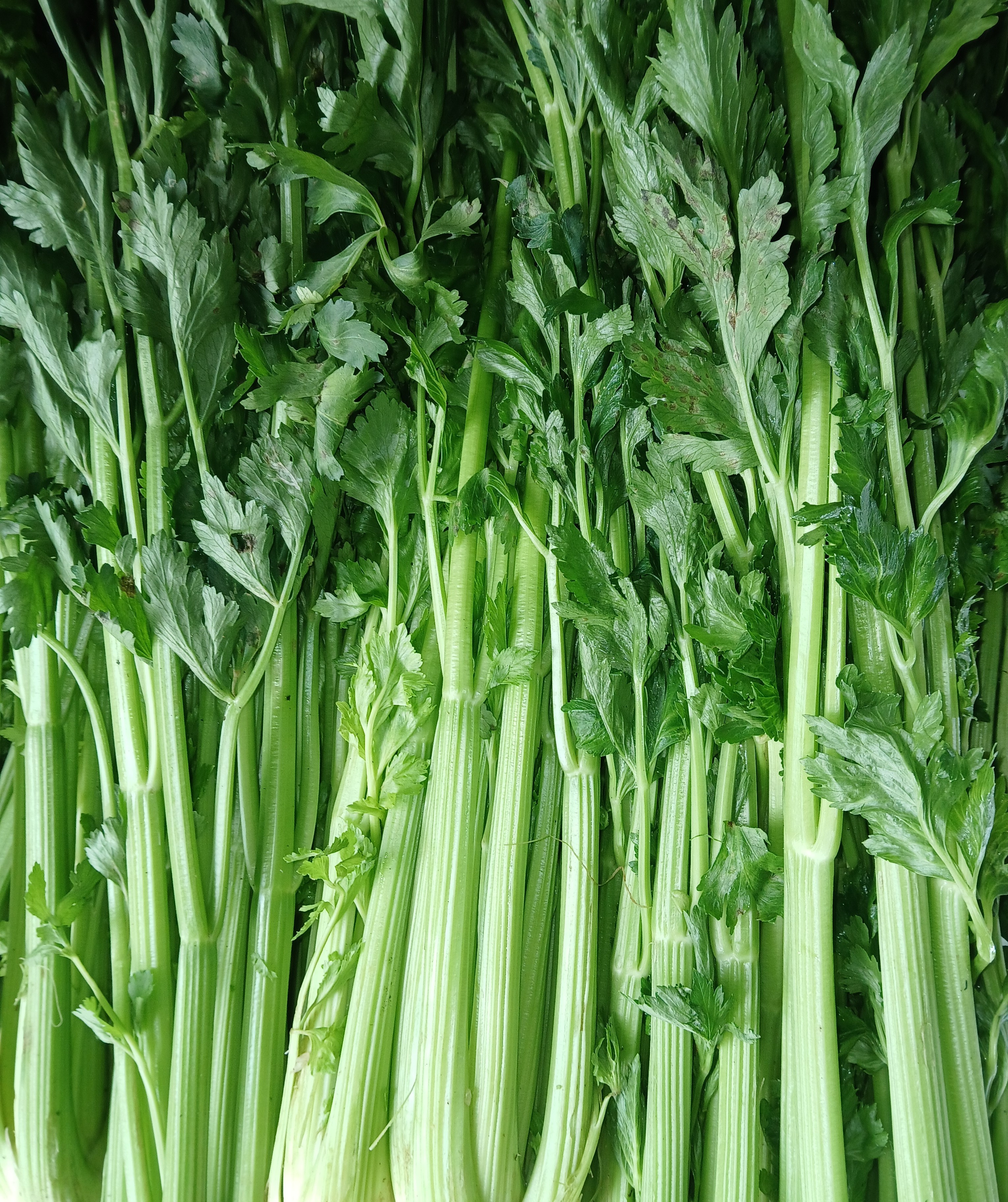Celery - kg at KSh 130.00