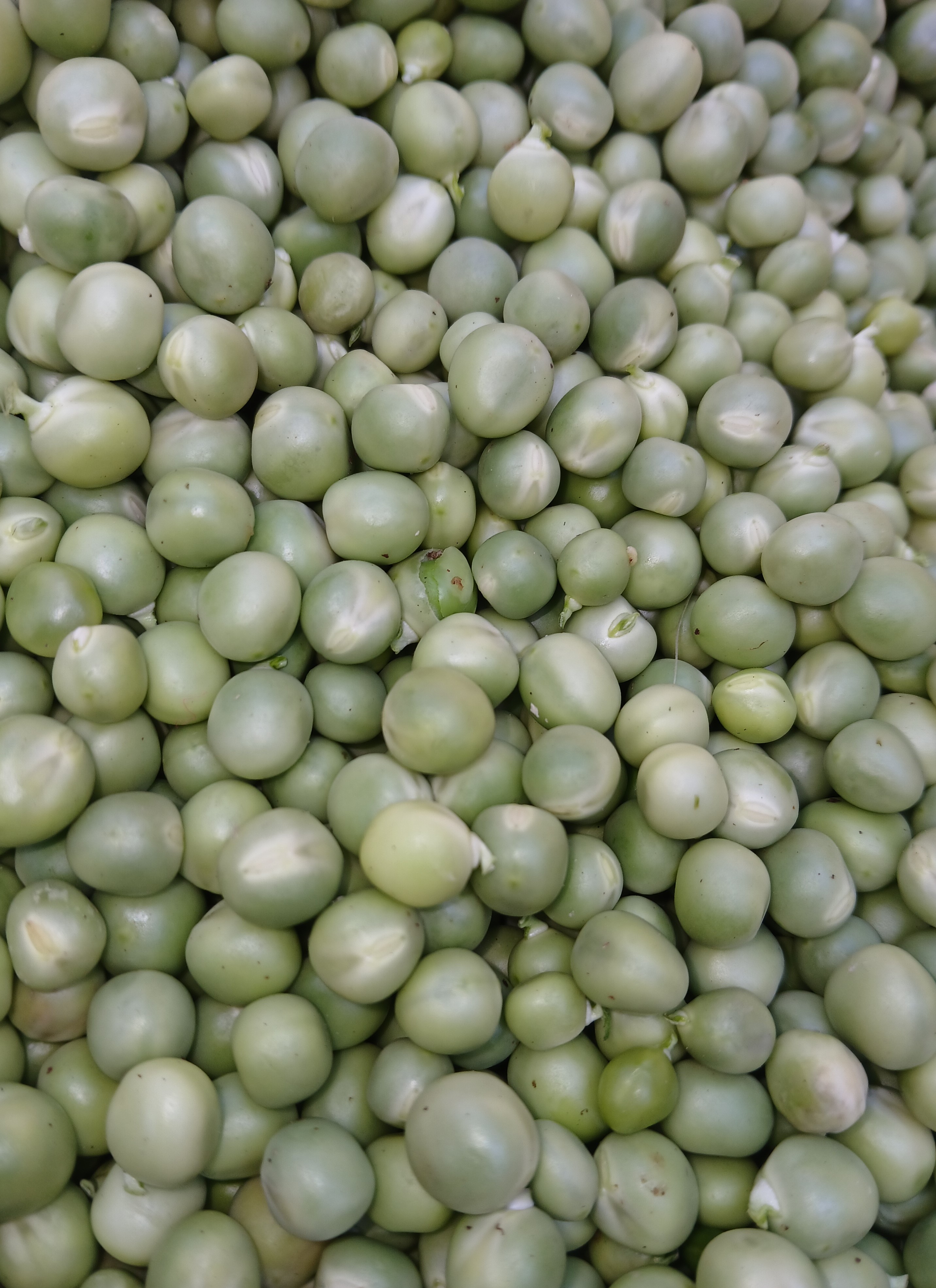 Shelled Peas