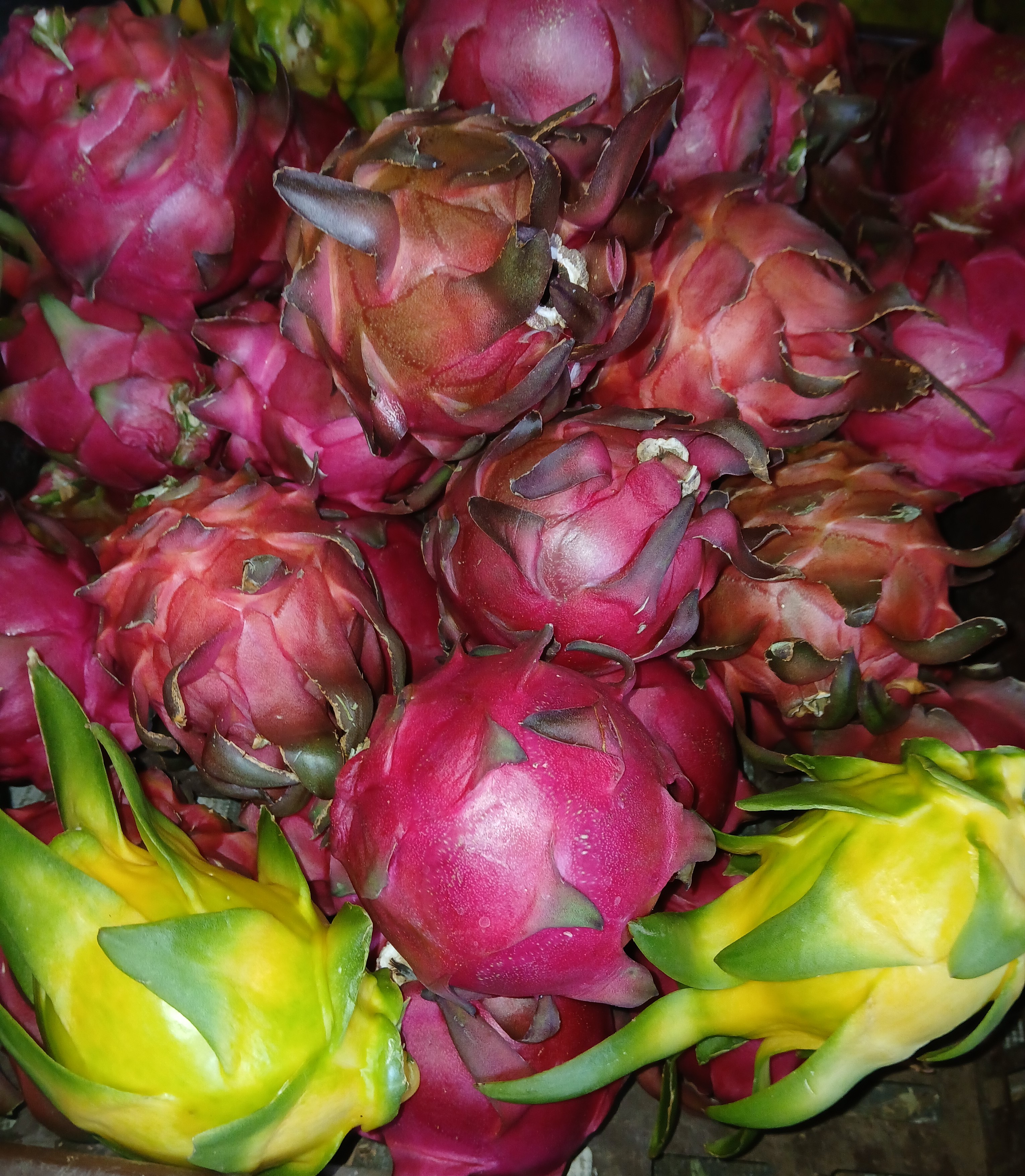 Dragon Fruit